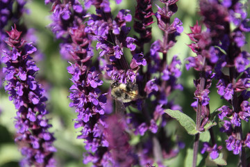 A closeup of a bee pollinating a purple lavender flower