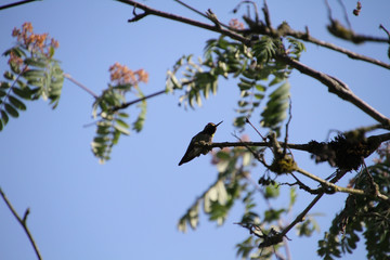An Anna's hummingbird perched on a branch