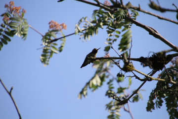 A hummingbird on a branch