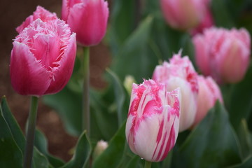 pink tulips in the garden