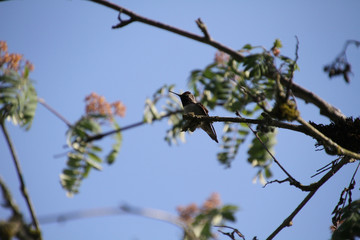 A hummingbird on a branch