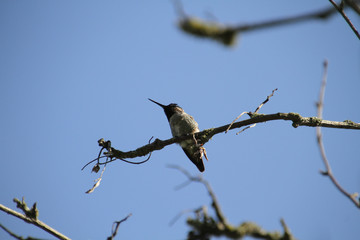 A closeup of a hummingbird on a branch