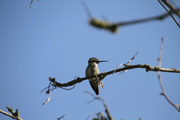 A closeup of a hummingbird