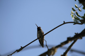A closeup of a hummingbird on a branch