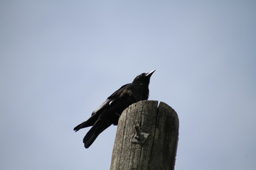 A crow sitting on a post