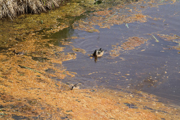 A mother duck and her duckling