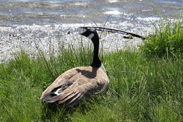 A close up of a Canadian goose