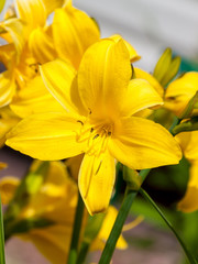 colorful flowering of the daylily in the garden near Moscow