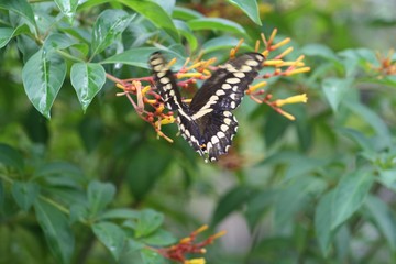 Buterfly, black, blue, white, yellow, buterfly garden, Historic Spanish Point, FL, nature