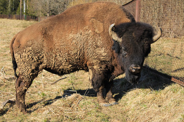 European bison close up
