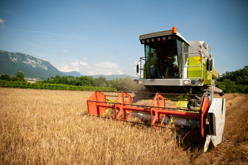 Fototapeta premium combine harvesting grain on a hot summer afternoon - agriculture .