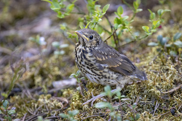 Song Thrush