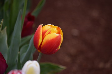 orange and yellow tulip flower