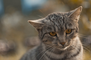 emotional grey cat of British breed