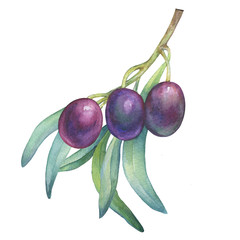 Olive branch with ripe fruit and leaves. Realistic illustration of black olives. Watercolor hand...