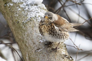 fieldfare