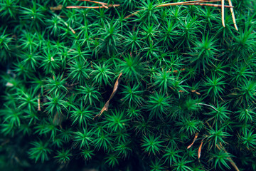 Green moss.