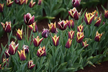 purple and yellow tulips in the garden