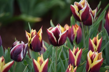 purple and yellow tulips in the garden