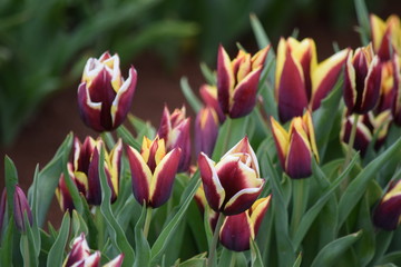 purple and yellow tulips in the garden