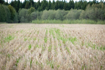 Agriculture field of stubble with forest in background. Nice sunny day.