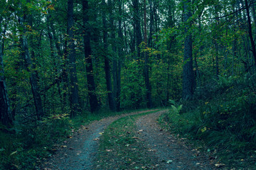 Fototapeta na wymiar Road through the September forest.