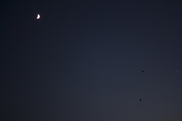 Night sky and seagulls flying