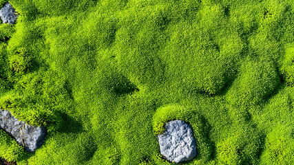 Close up of bear moss, alomg Ptarmigean Trail, Mount Baker, Washington. USA.