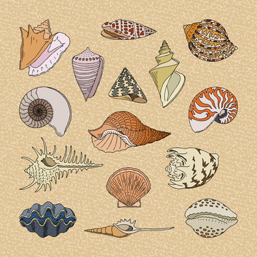Shells vector marine seashell and ocean cockle-shell underwater illustration set of shellfish and clam-shell or conch-shell isolated on background