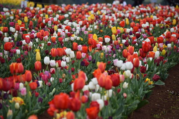 field of tulips