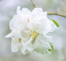 White apple flowers close up