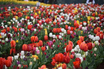 field of tulips