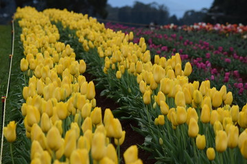 field of yellow tulips