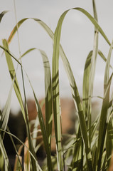 High green grass in the autumn park