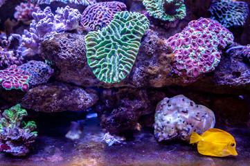 Underwater coral reef landscape background in the deep lilac ocean