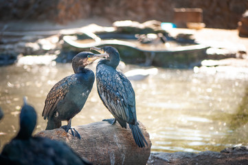 Two Great  cormorants sit on a tree, against the background of a lake