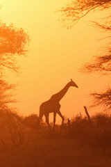 The South African giraffe or Cape giraffe (Giraffa camelopardalis giraffa) is walking on the horizon during sunset with orange background