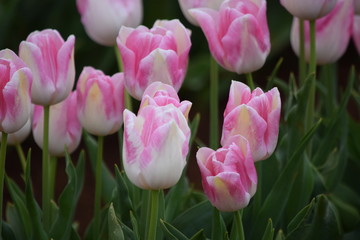 pink and white tulips in the garden