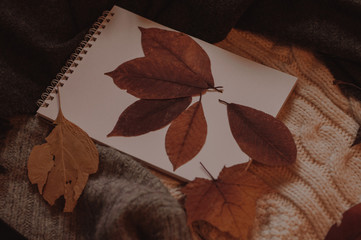 Cute empty notebook for education and yellow autumn leaves on the cozy sweaters