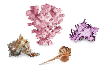 A  coral and seashells isolated on white background © Dmitry