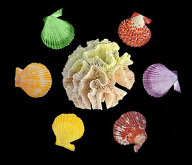 A  coral and seashells isolated on black background
