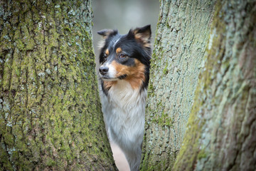 Australian shepherd behind a tree