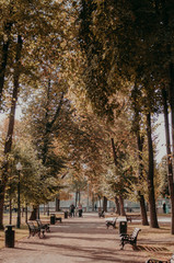 Bright autumn yellow park. Big orange trees, wooden bench and long alley