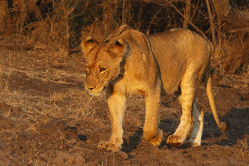 Obraz premium The lioness (Panthera leo melanochaita) is walking in the savanna in beuatiful evening light