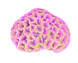 coral isolated on white background © Dmitry