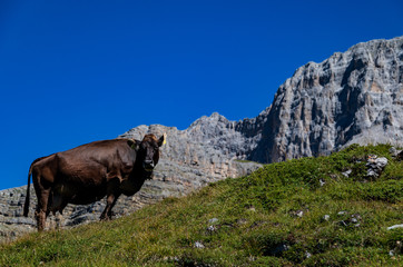 Fototapeta na wymiar Cows in the Alps, near Madonna di Campiglio 