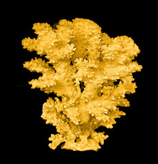 coral isolated on black background © Dmitry