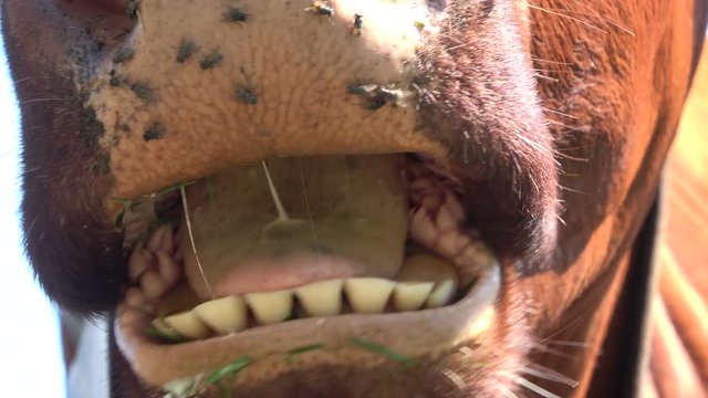 Wiederk&auml;unde Kuh, Kuhmaul mit Fliegen