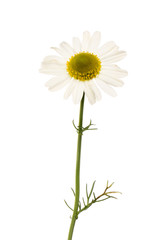 Camomile flower and foliage