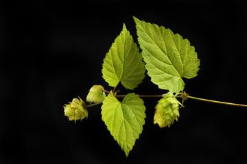 Golden hop against black